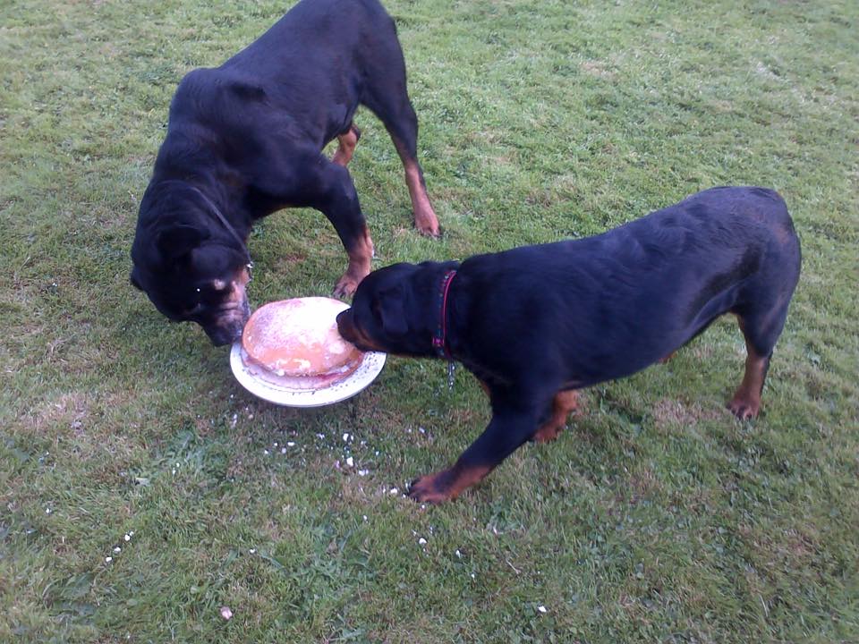 cake & Dogs